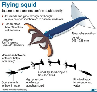 Illustration for article titled Marine biologists confirm squid can fly